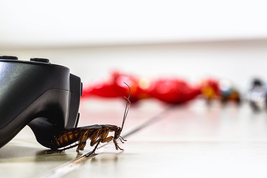 4 Reasons to Choose Professional Pest Management this Winter